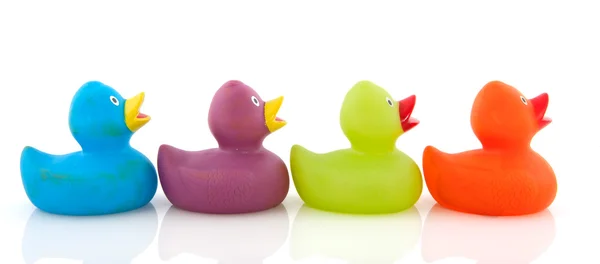 Renkli ördekler — Stok fotoğraf