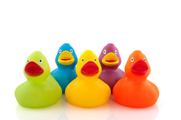 Renkli ördekler — Stok fotoğraf