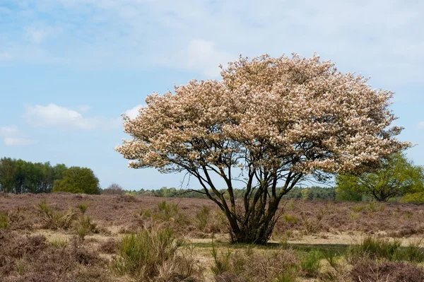 Blossom tree in heather landscape — Stock Photo, Image