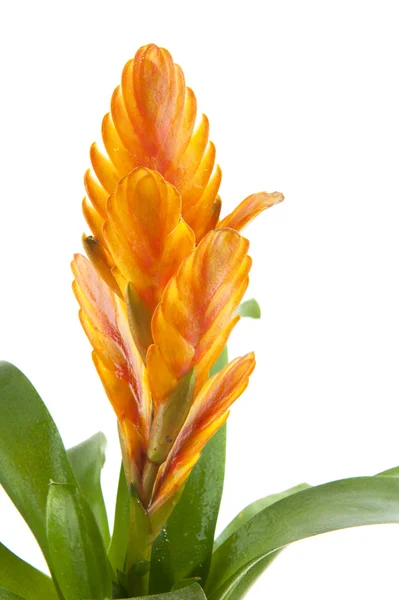 Bromeliad — Stok fotoğraf