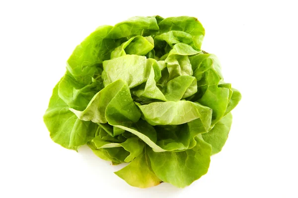 Färsk grön sallad — Stockfoto