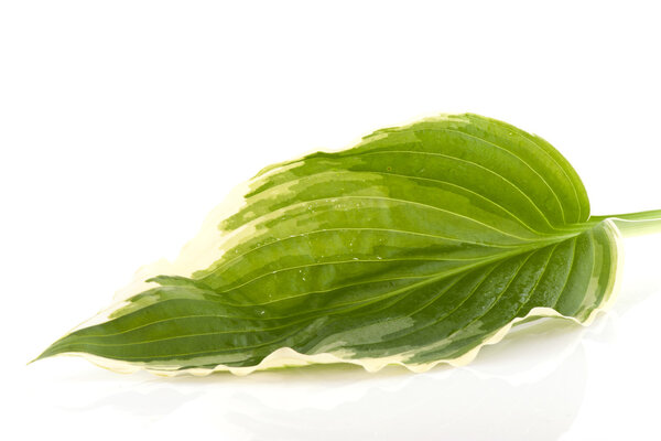 Hosta leave