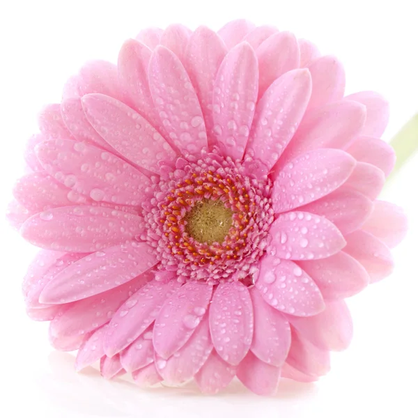 Růžová Gerbera — Stock fotografie