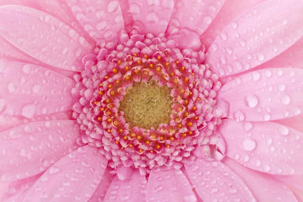 Gerber rosa — Fotografia de Stock