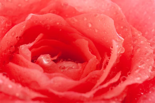 Rosa fresca —  Fotos de Stock