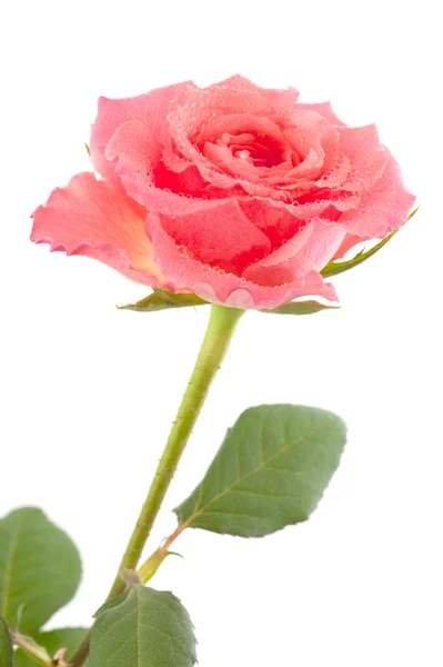 Verse roze roos — Stockfoto