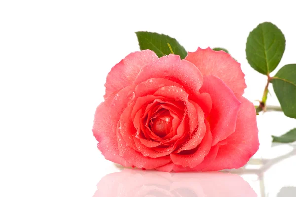 Rosa rosa fresca — Foto Stock