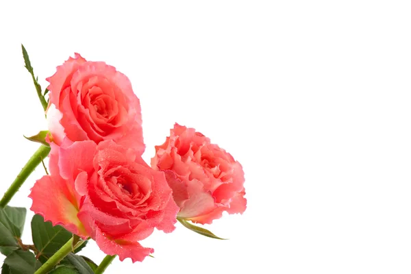 Kaart met rozen — Stockfoto