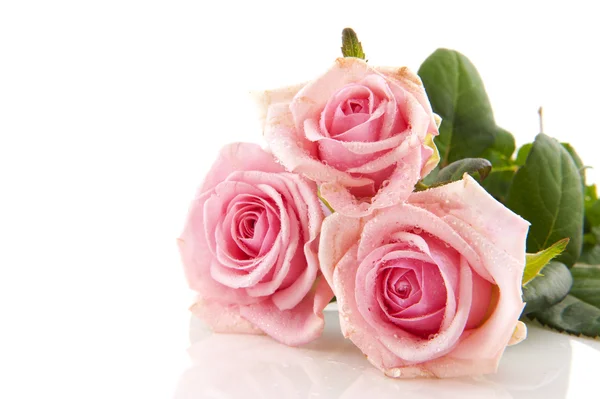Pink roses — Stock Photo, Image