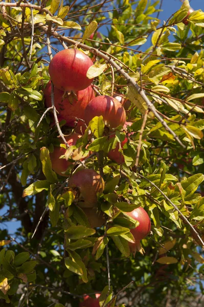 Pomegranate tree — Stock Photo, Image