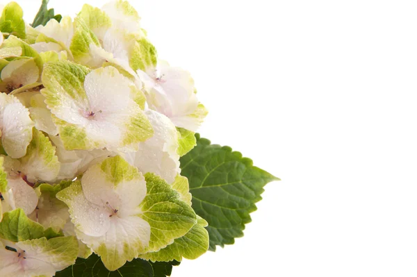 Witte hortensia — Stockfoto