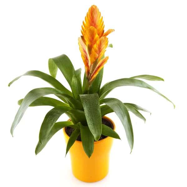 Bromeliad Royalty Free Stock Images
