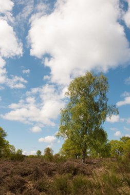 Huş ağacı peyzaj
