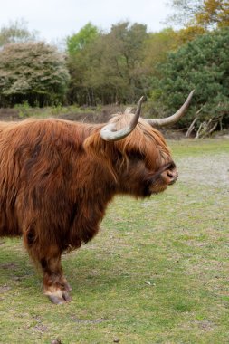 İskoç highlander