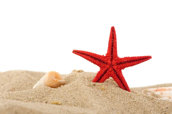 Rozgwiazdy na plaży — Zdjęcie stockowe