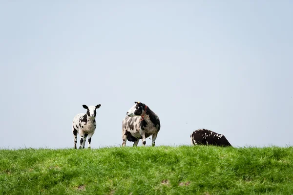 Zwart-wit schapen — Stockfoto