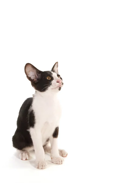 Schwarz-weißes siamesisches Kätzchen — Stockfoto