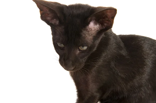 Чёрный сиамский кот — стоковое фото