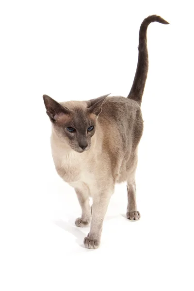 Blue point Siamese cat — Fotografie, imagine de stoc