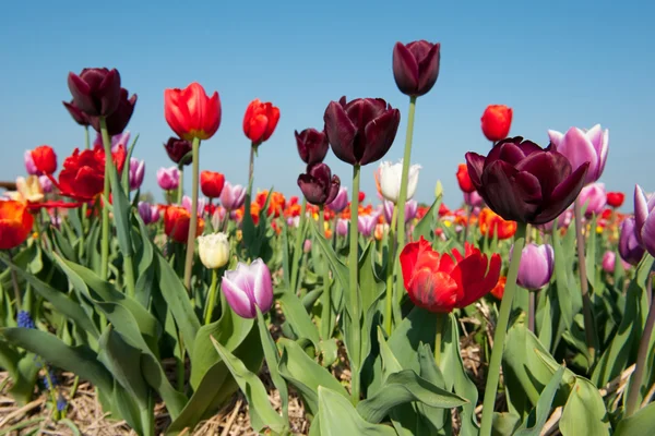 Kleurrijke tulpen in Nederland — Stockfoto