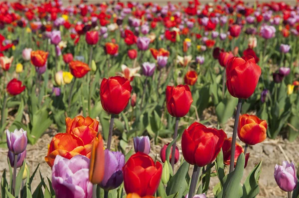Bunte holländische Tulpen — Stockfoto