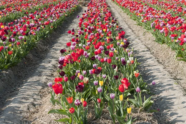 Kleurrijke Nederlandse tulpen — Stockfoto