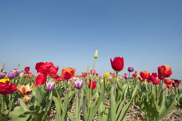 Цветные тюльпаны Голландии — стоковое фото