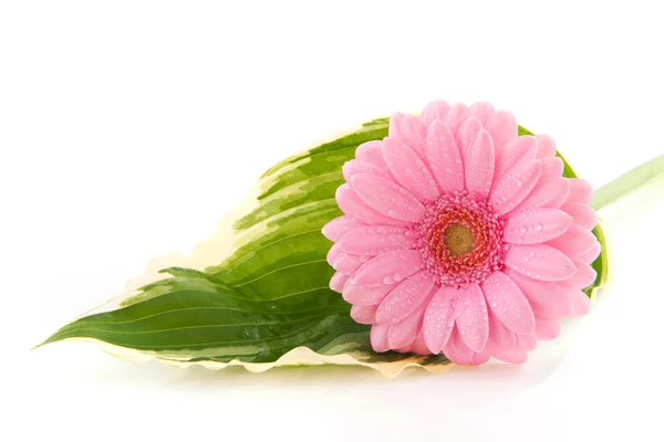 Gerber λουλούδι σε hosta φύλλο — Φωτογραφία Αρχείου