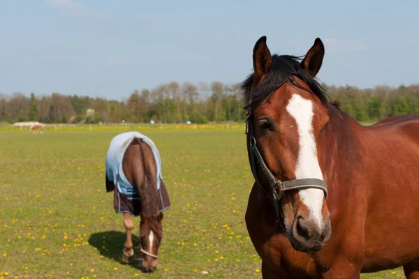Hästar på våren — Stockfoto