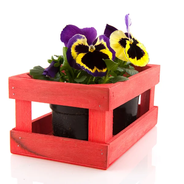 Pansy in wooden crate — Stock Photo, Image