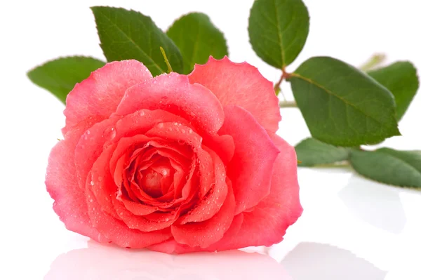 Friss rózsaszín rózsa — Stock Fotó