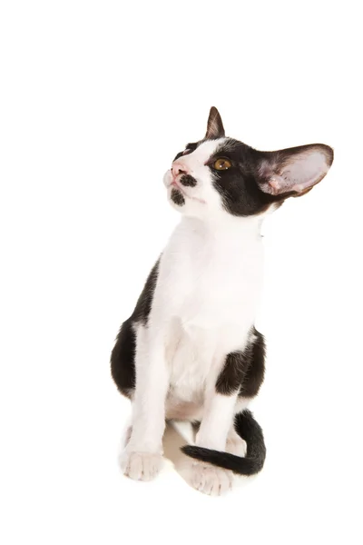 Zwart-wit siamese kitten — Stockfoto