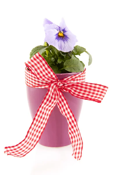 Violin plant as a gift — Stock Photo, Image