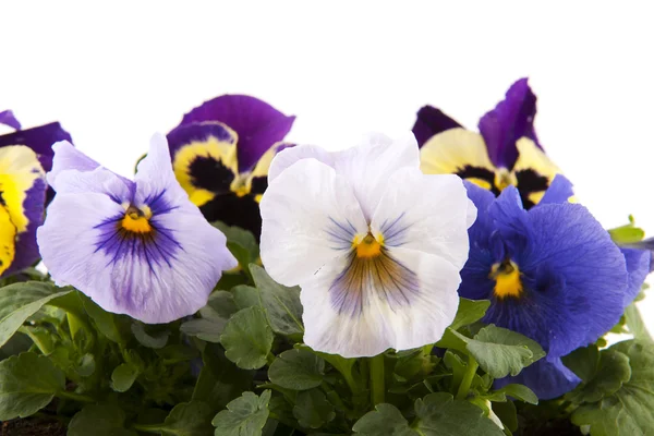 Viool bloemen voor de tuin — Stockfoto