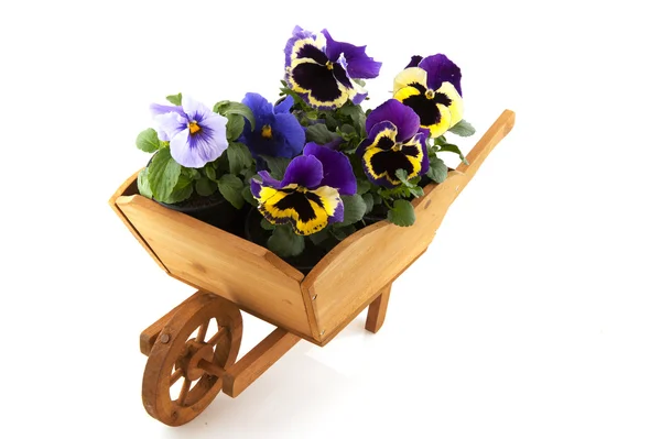 Violin flowers in wooden wheel barrow — Stock Photo, Image