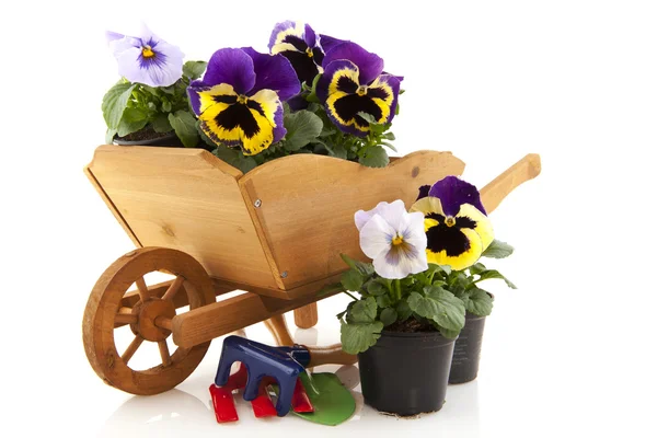 Viool bloemen in houten wiel barrow — Stockfoto