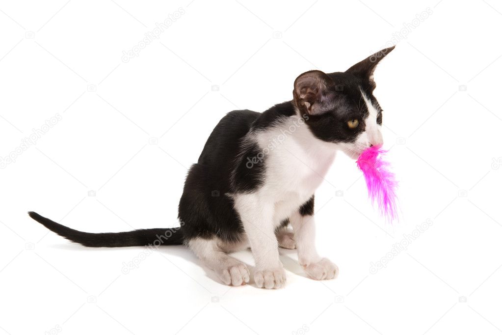 Black and white siamese kitten — Stock Photo © ivonnewierink #3229078