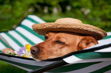 Dog on vacation clipart