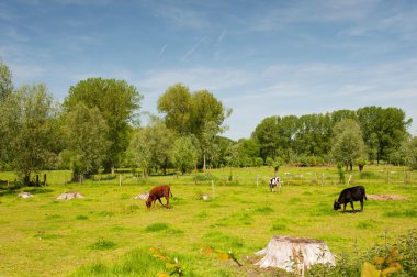 Landscape in Dutch Limburg clipart