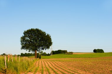 Lonely tree clipart