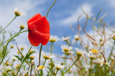 Poppy in landscape with daisies