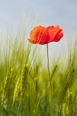 Red poppie in grain