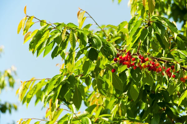 Cherry tree — Stock Photo, Image
