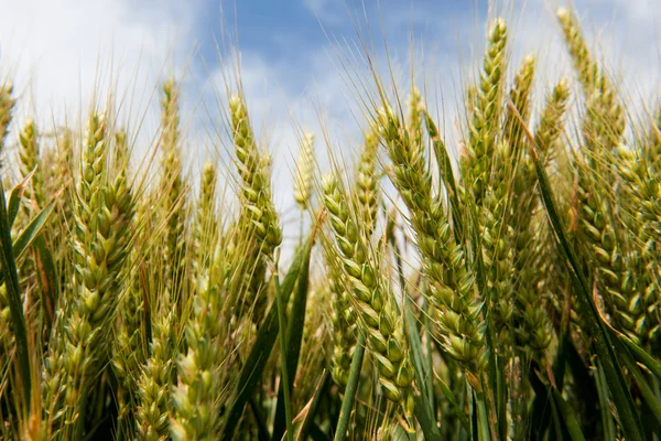 Kukurydza w polach — Zdjęcie stockowe