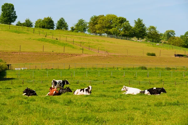 Cows in landscape — Stock Photo, Image
