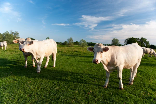 White cows in French Bourgogne — Stock Photo, Image