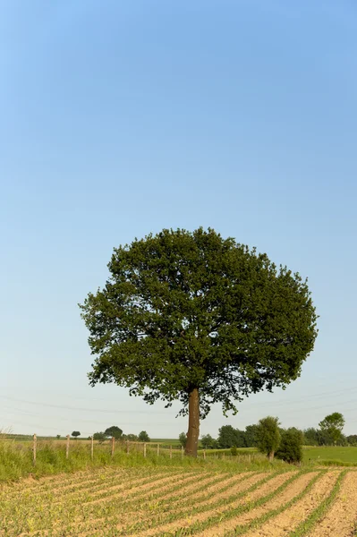 Copac singuratic — Fotografie, imagine de stoc