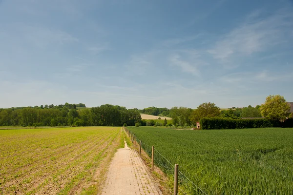 Пейзаж с холмами и молодой кукурузой — стоковое фото