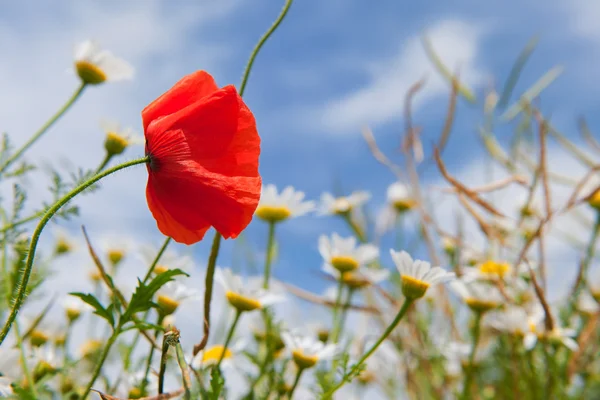 Poppy in landscape with daisies — Stock Photo, Image