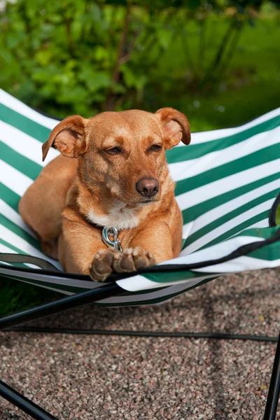 Resting dog — Stock Photo, Image